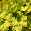 Hosta fortunei 'Golden Haze'